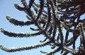 Monkey Puzzle Tree